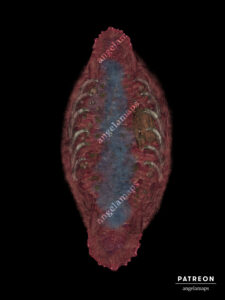 Battle map for TTRPGs inside the belly of a whale or large beast