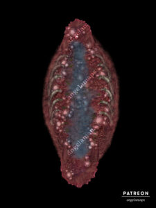 Battle map for TTRPGs inside the belly of a whale or large beast